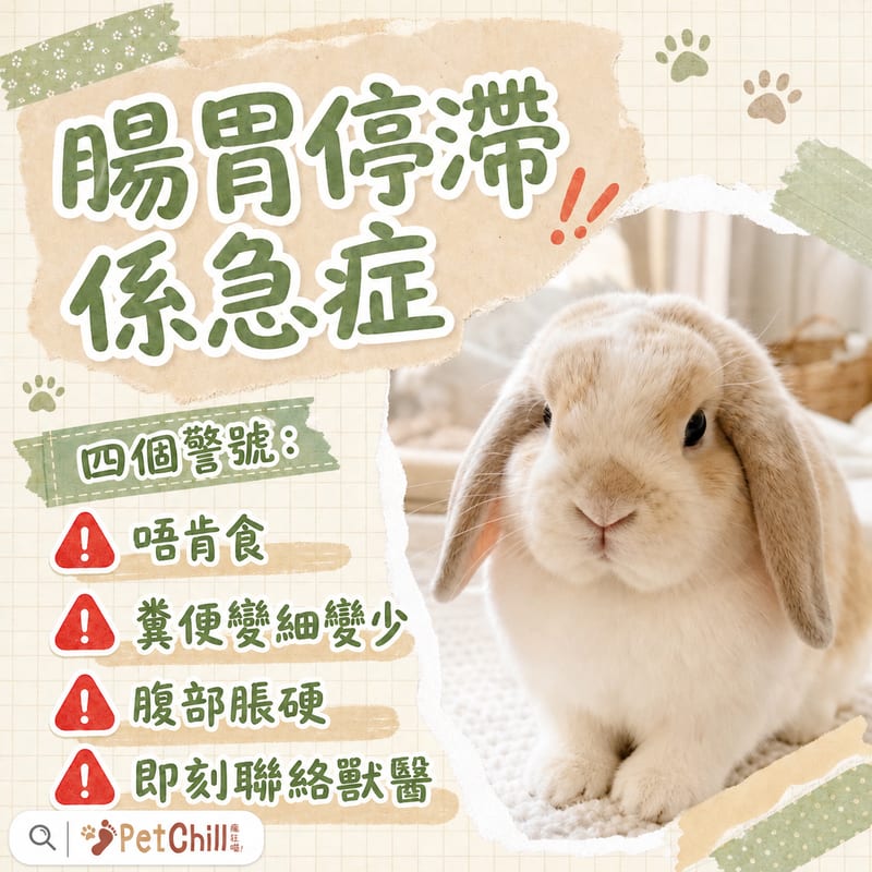 香港單位內垂耳兔圍欄布置示範,包括防滑墊、躲藏屋與乾草架