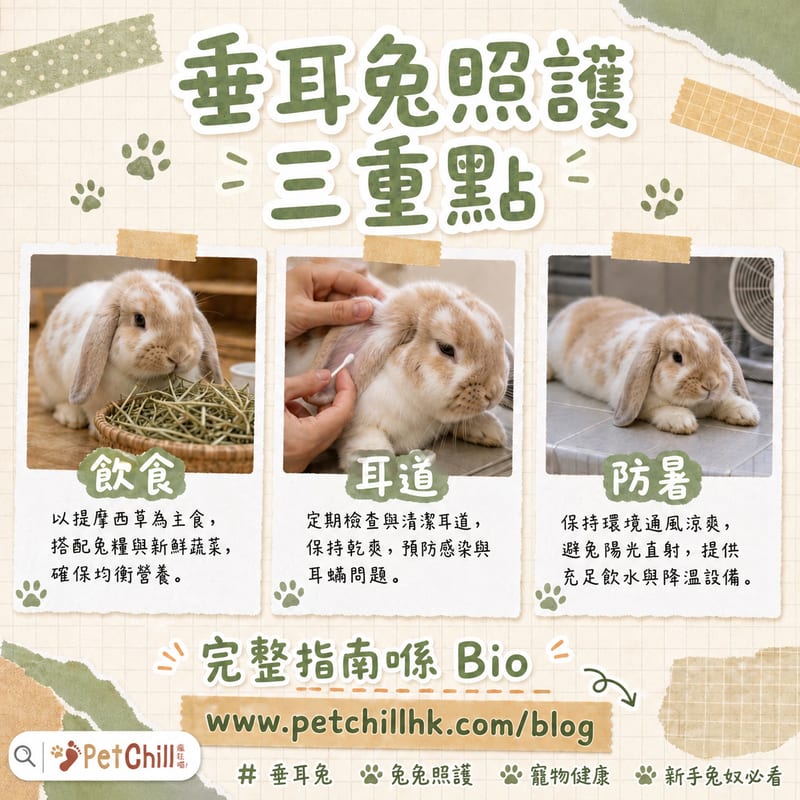 香港夏天垂耳兔防暑布置示範,包括瓷磚降溫點與通風安排