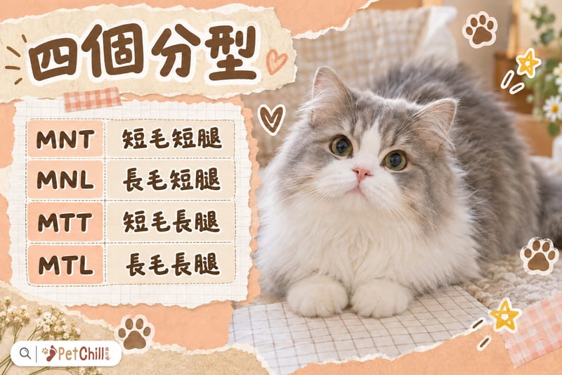 海報表格:四個分型 MNT/MNL/MTT/MTL 嘅被毛同腿長對照