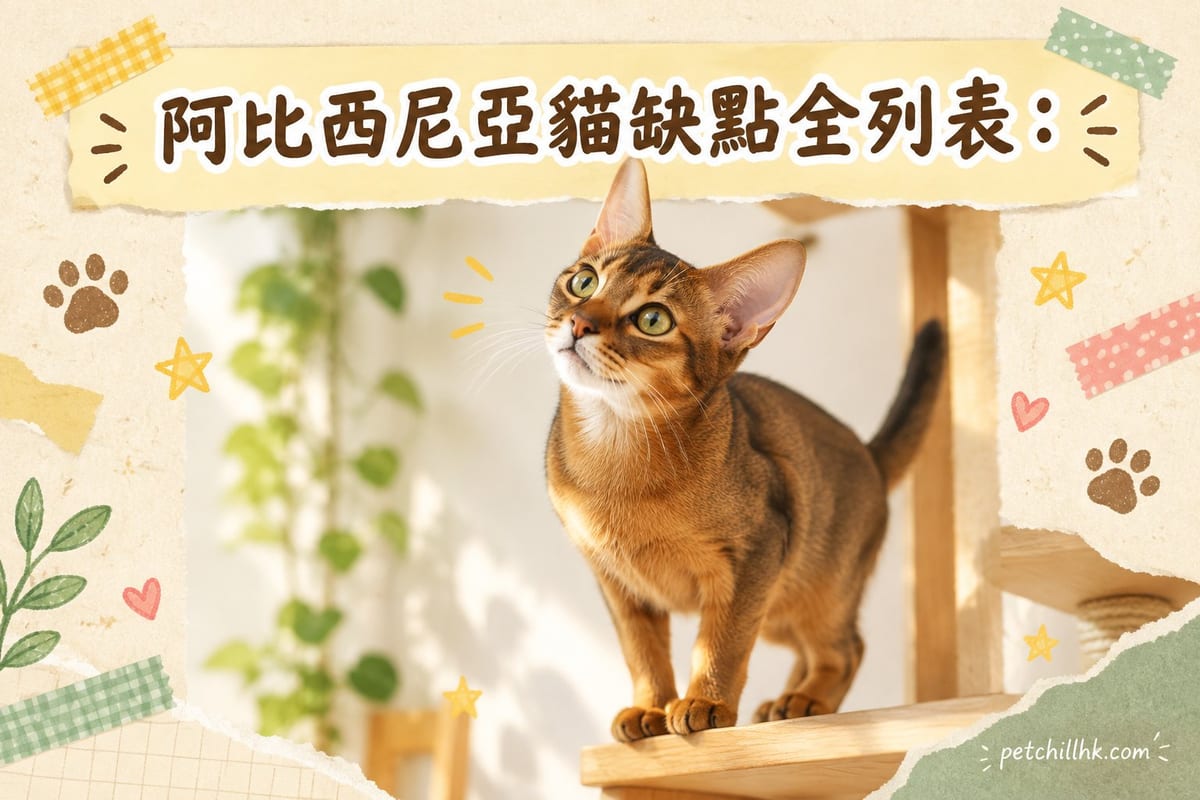 阿比西尼亞貓缺點全列表:養之前必睇嘅 7 件事|PetChill 寵物百科