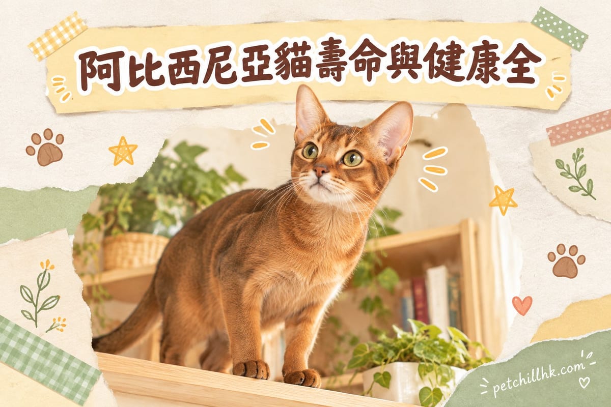 阿比西尼亞貓壽命與健康全解析:基因篩查點樣做|PetChill 寵物百科