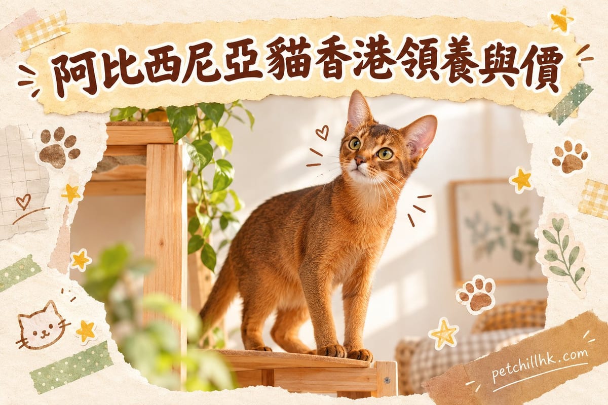 阿比西尼亞貓香港領養與價錢指南:貓舍點樣揾先唔中伏|PetChill 寵物百科