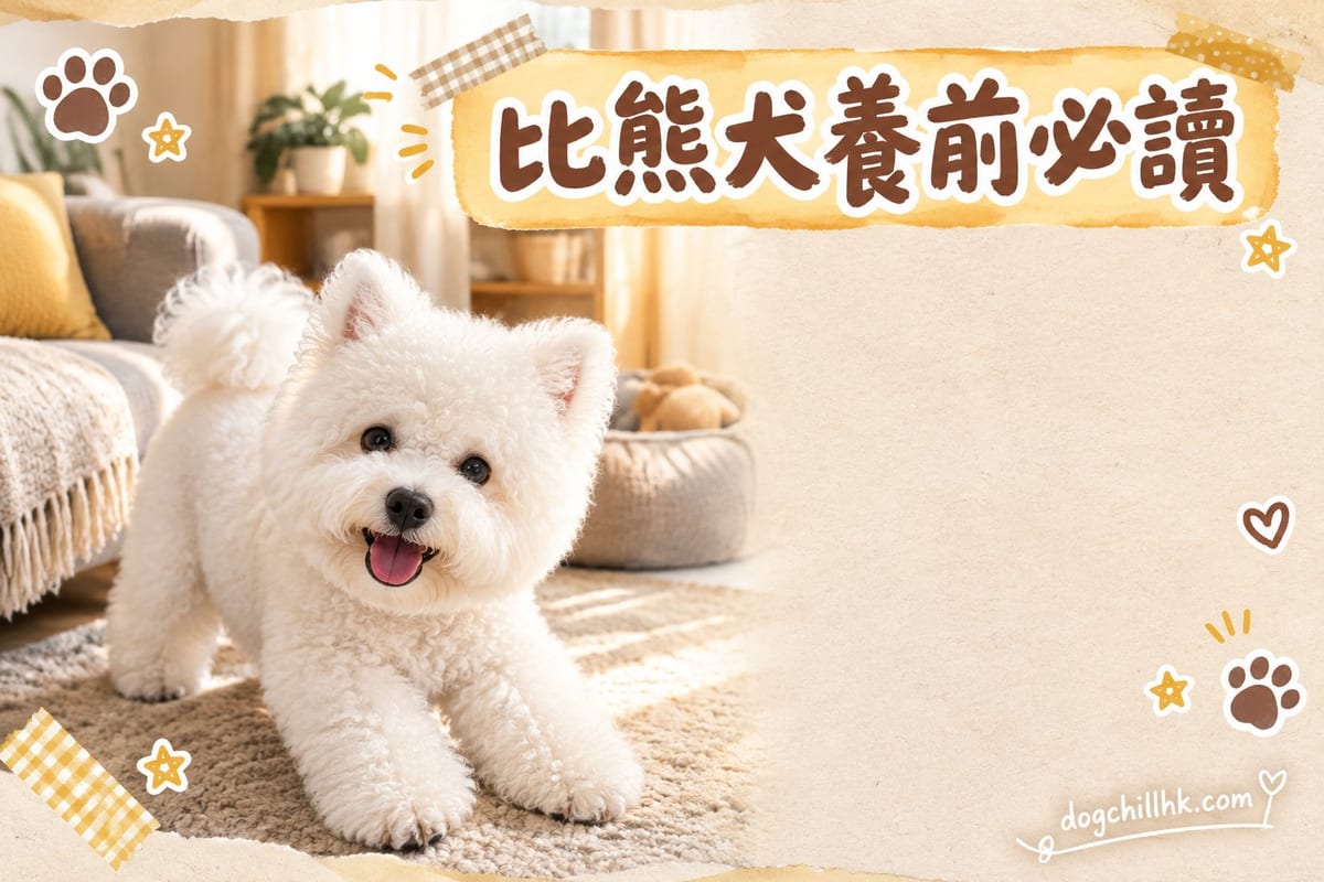 養比熊犬前必讀:7 大缺點真實分析與應對方法|PetChill 寵物百科