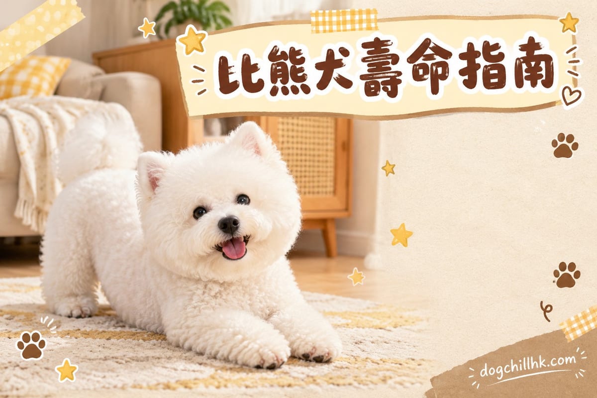 比熊犬壽命幾長?12–15 年的影響因素與延壽清單|PetChill 寵物百科