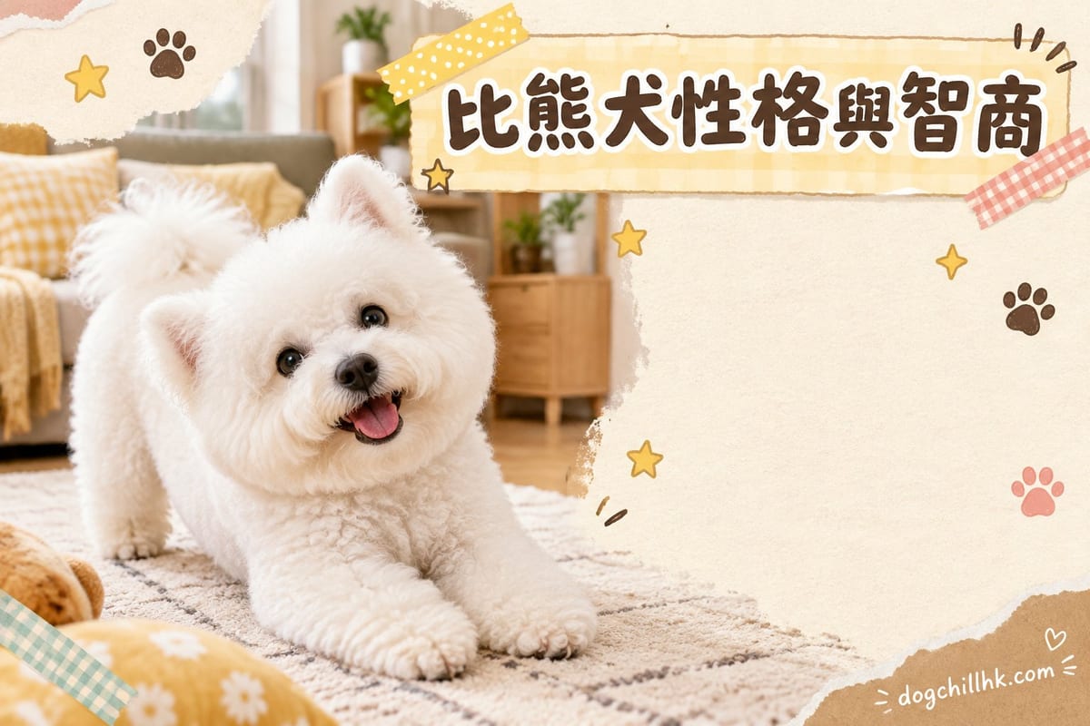 比熊犬性格與智商全解析:比熊聰明嗎?服從性同訓練指南|PetChill 寵物百科