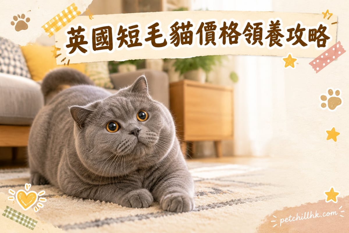 英國短毛貓價錢同領養全指南|PetChill 寵物百科