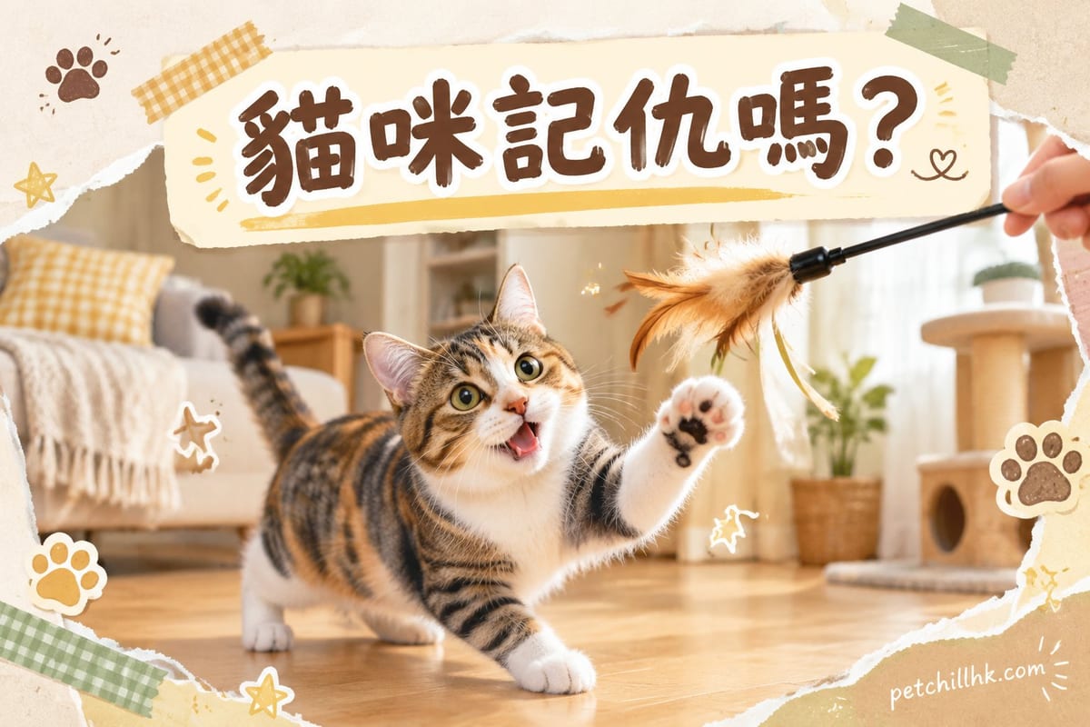 一隻黑貓由梳化底探半個頭,試探地望住伸手俾零食嘅主人