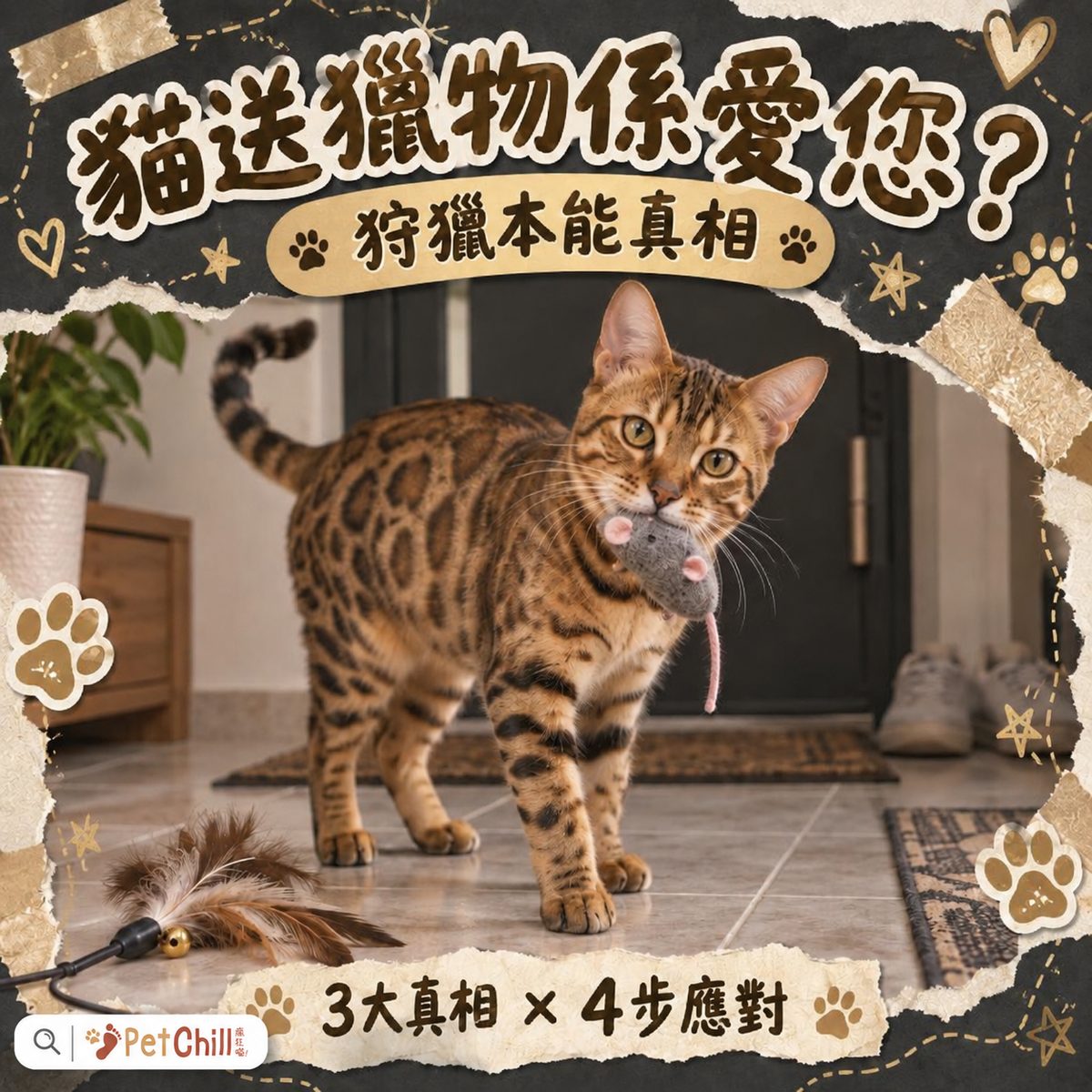 貓帶「獵物」返嚟送您=愛您?拆解送禮行為背後的狩獵本能真相|香港貓奴必睇