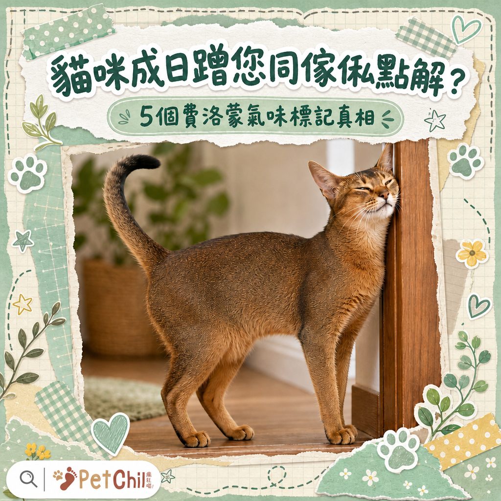 貓咪成日蹭您同傢俬點解?5個費洛蒙氣味標記真相|香港貓奴必睇