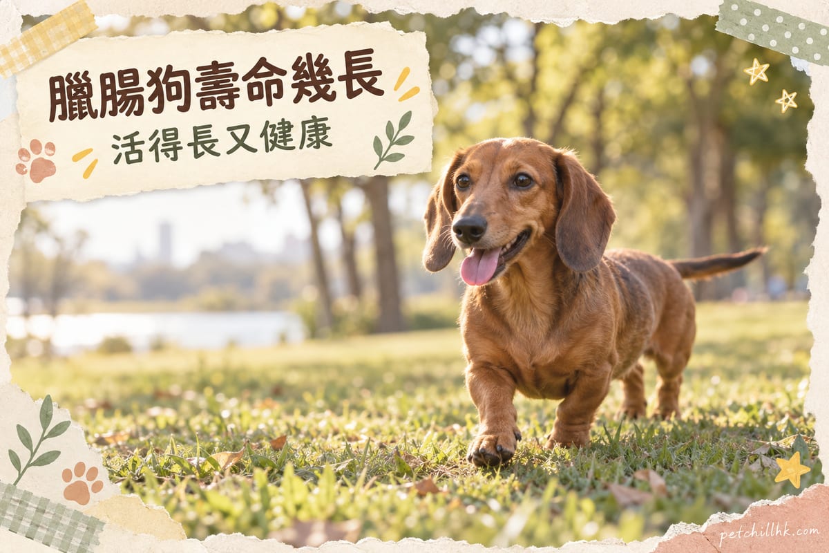 一隻成年臘腸狗喺公園草地上自在散步，陽光柔和