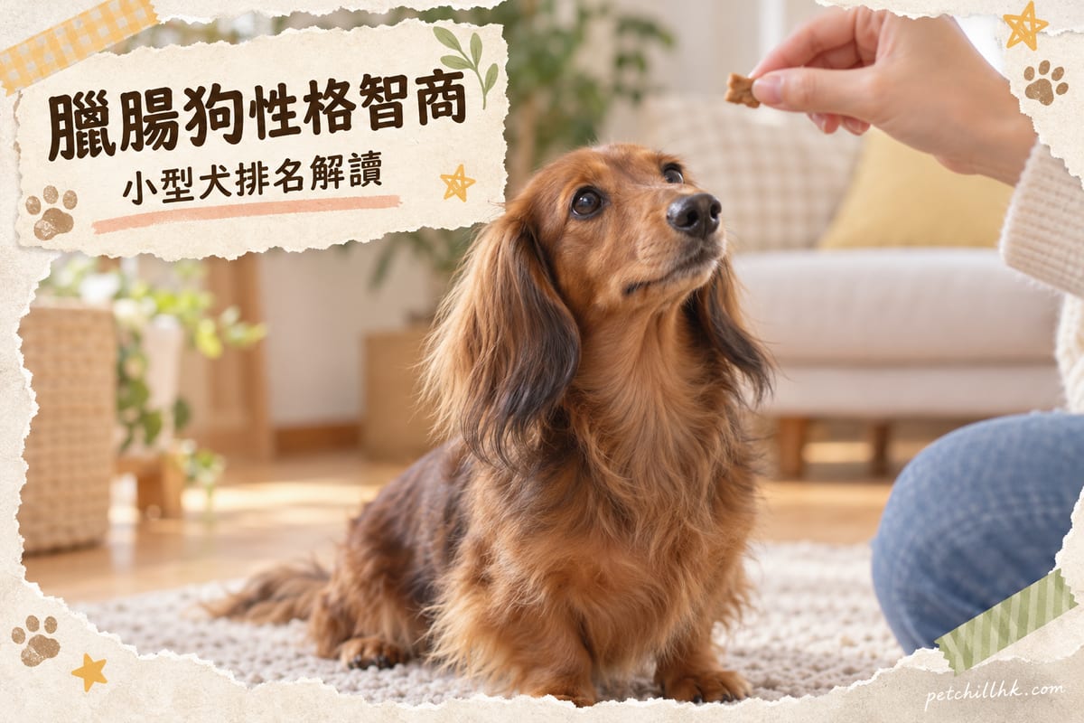 一隻長毛臘腸狗專注望住主人手上嘅訓練零食