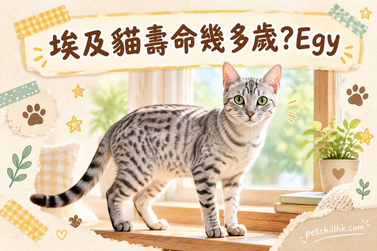 埃及貓壽命幾多歲?Egyptian Mau 健康風險與延壽指南|PetChill 寵物百科