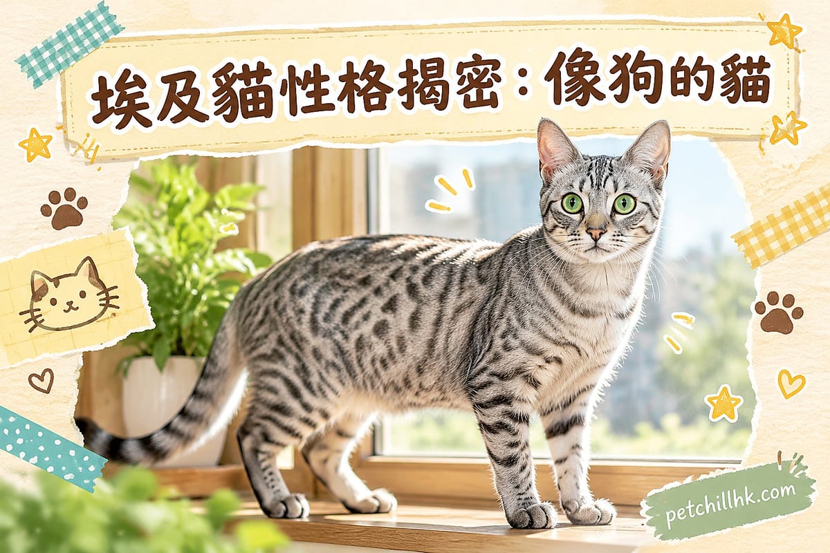 埃及貓性格揭密:像狗的貓、一生只認一家的忠誠度|PetChill 寵物百科