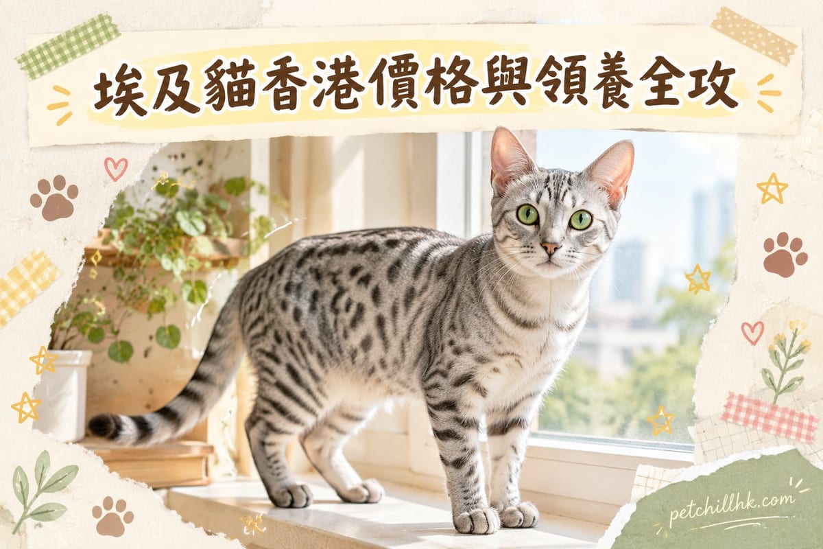 埃及貓香港價格與領養全攻略:2026 行情與查證清單|PetChill 寵物百科