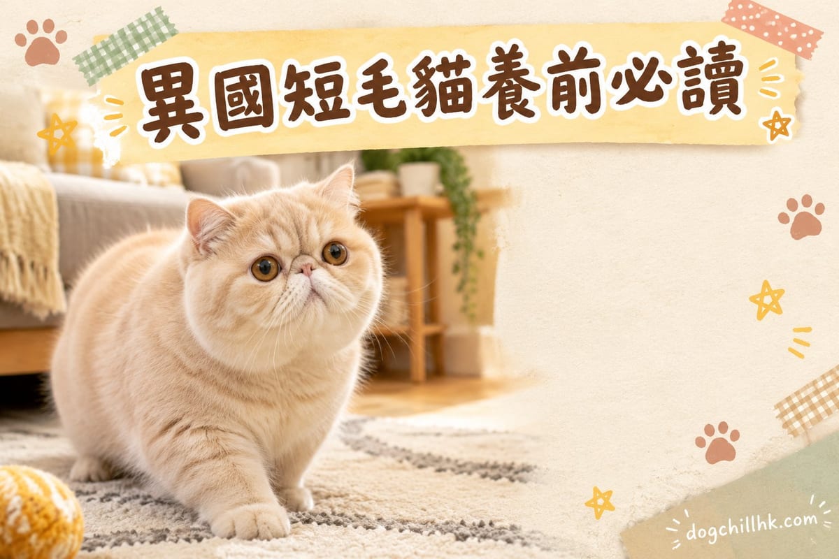 異國短毛貓缺點全公開|PetChill 寵物百科