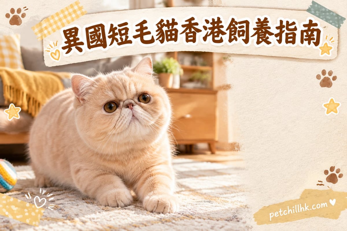 異國短毛貓香港飼養全攻略|PetChill 寵物百科