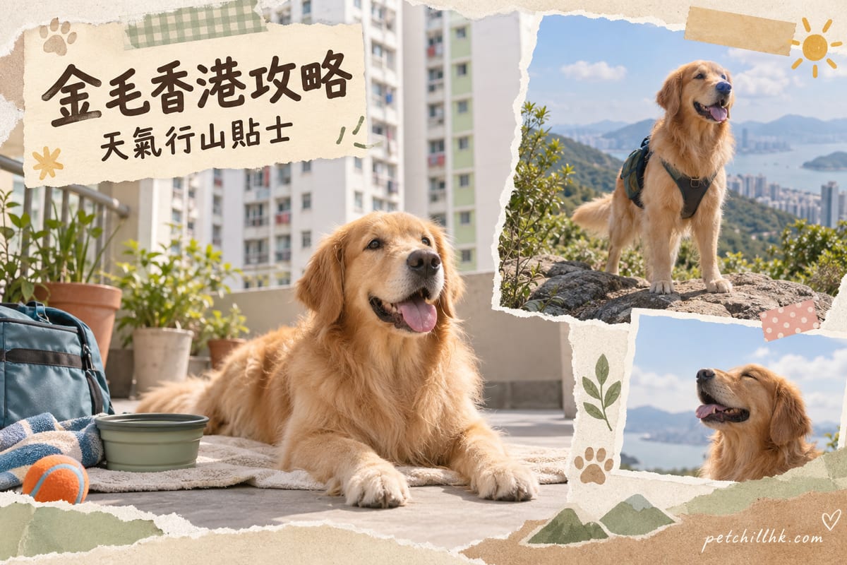 金毛尋回犬香港飼養指南：公屋、天氣同行山｜PetChill 寵物百科