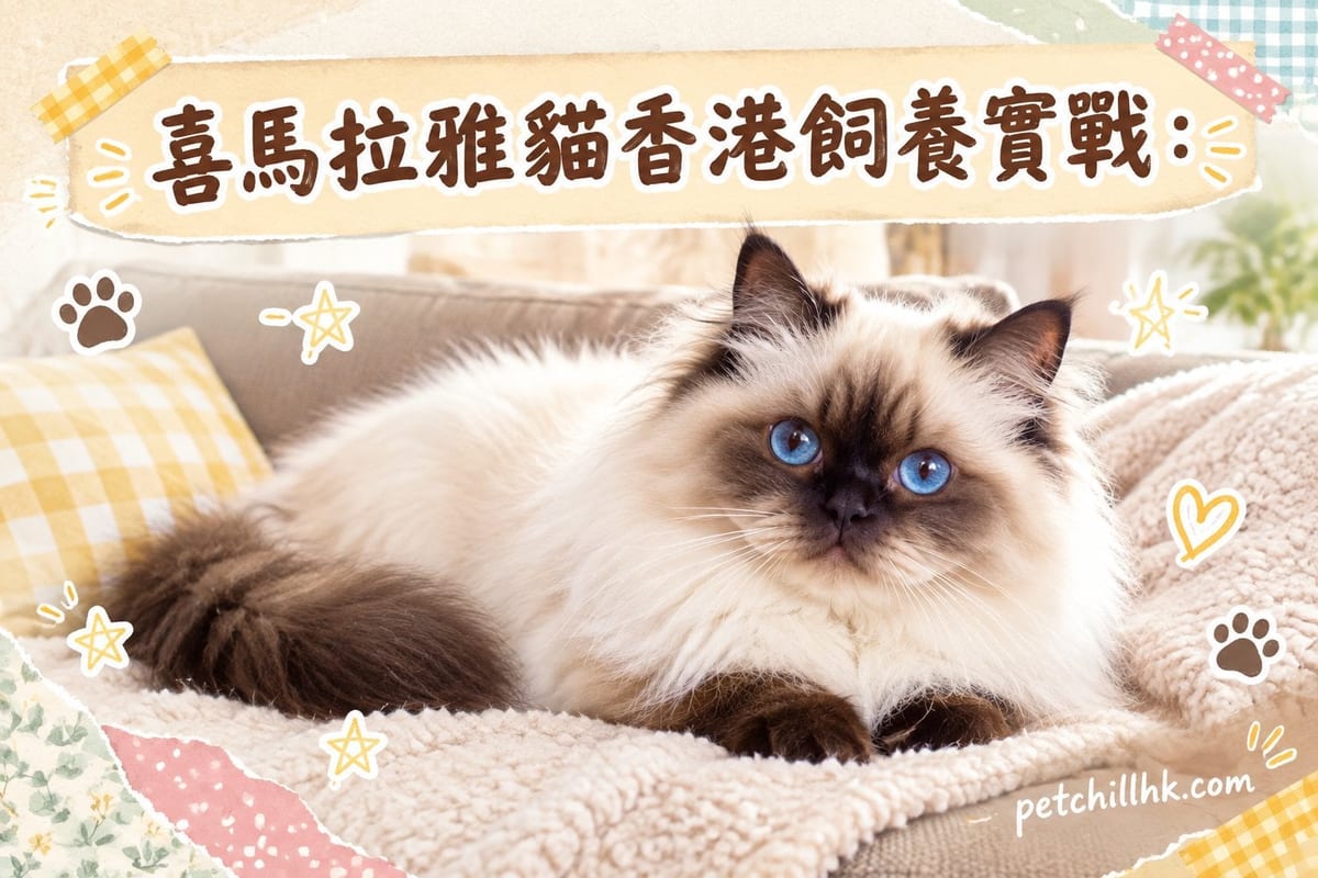 喜馬拉雅貓香港飼養實戰:濕熱怕熱點算好|PetChill 寵物百科