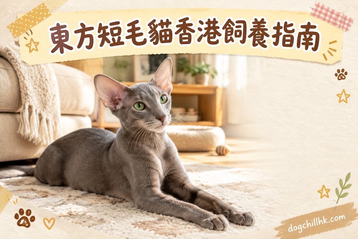 香港典型的細單位客廳,東方短毛貓企喺窗邊紗窗前望住維港夜景