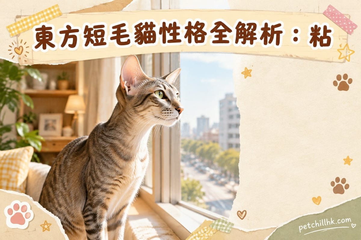 東方短毛貓性格全解析:粘人健談嘅貓中狗|PetChill 寵物百科