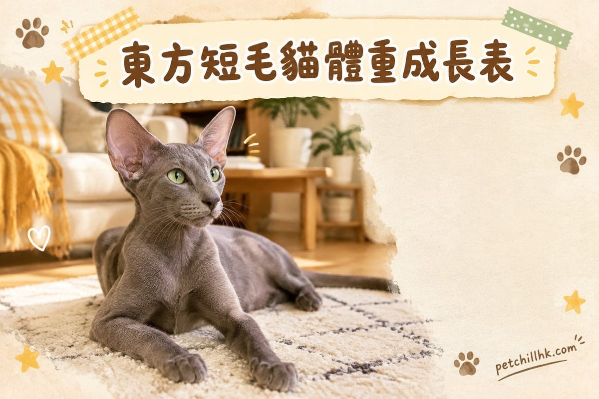 東方短毛貓體重與成長曲線:幾大先算正常|PetChill 寵物百科