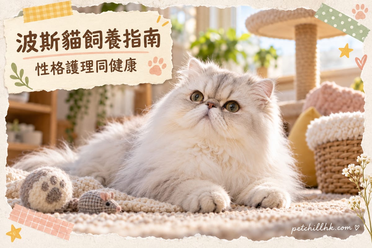 波斯貓｜PetChill 寵物百科