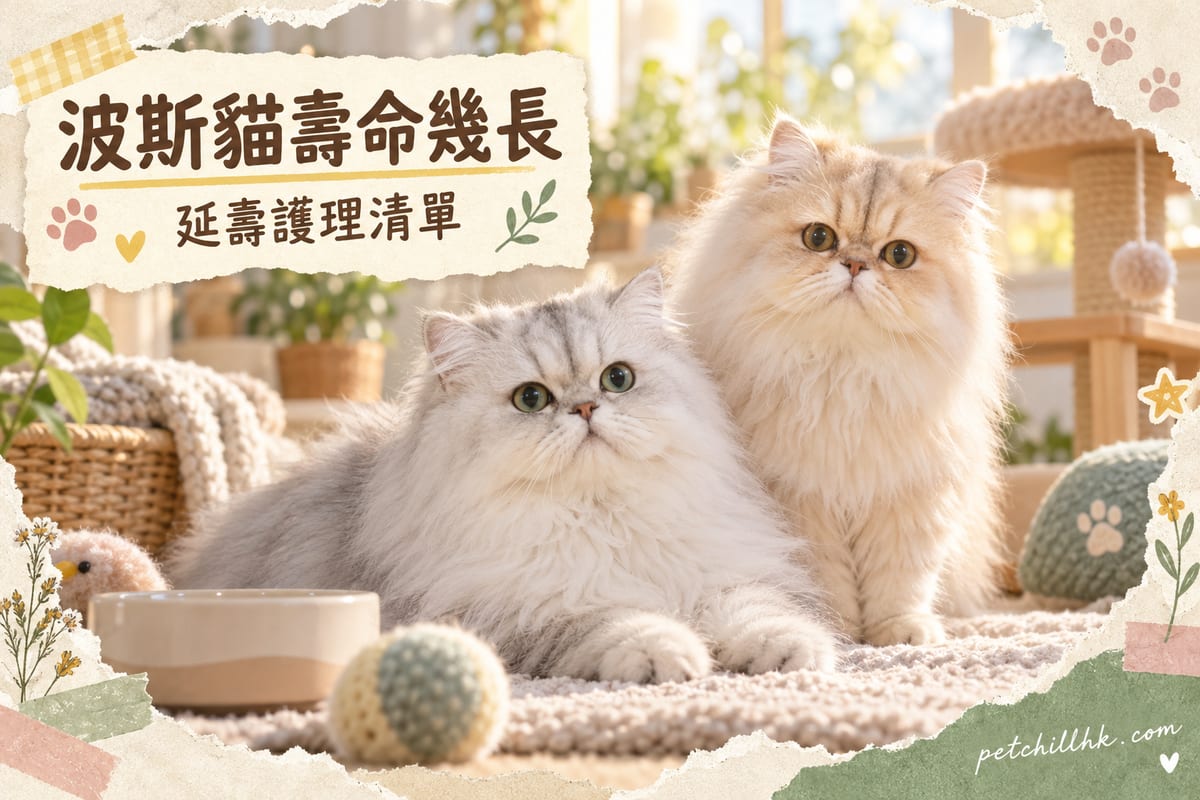 波斯貓壽命幾多年？金吉拉壽命同疾病全解析｜PetChill 寵物百科