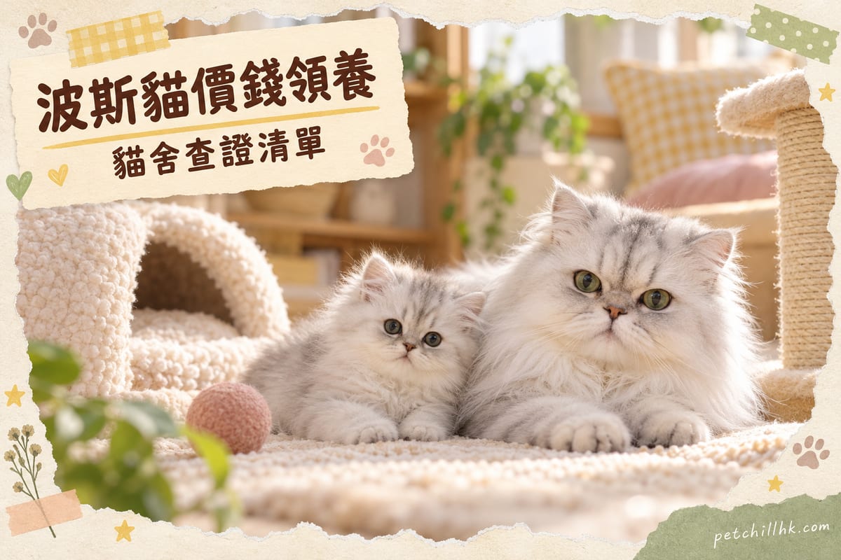 波斯貓價錢香港行情：金吉拉價格同領養全攻略｜PetChill 寵物百科
