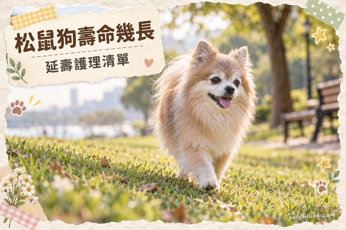 年長松鼠狗喺公園草坡上慢步，毛色帶銀，光線柔和