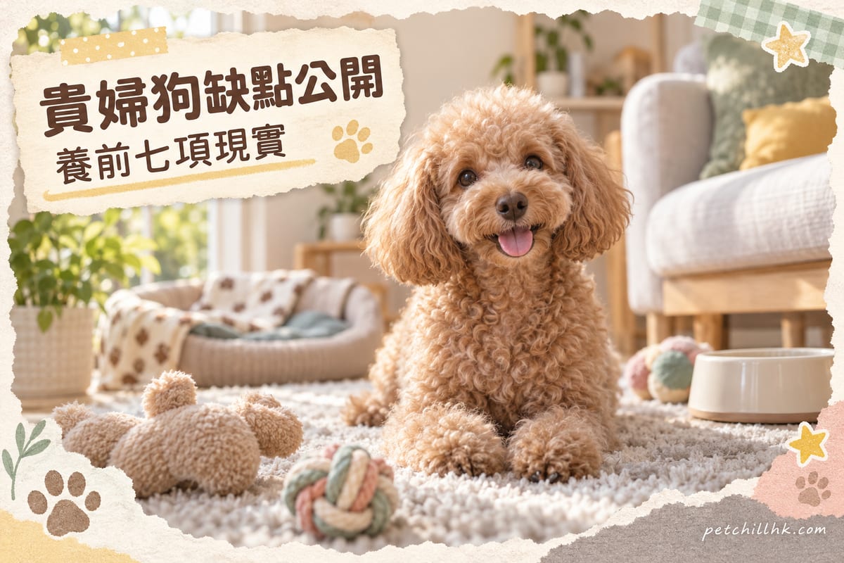 貴賓犬好養嗎?七項缺點與應對方法|PetChill 寵物百科