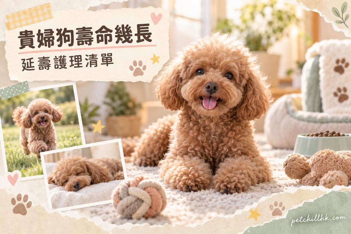 貴賓狗壽命幾長?小型貴賓壽命與健康管理|PetChill 寵物百科