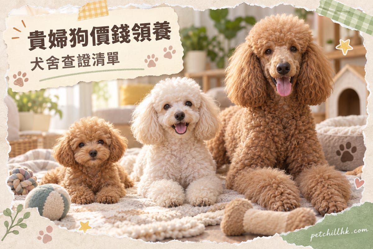 貴婦狗價錢香港2026:三種體型價格與領養|PetChill 寵物百科