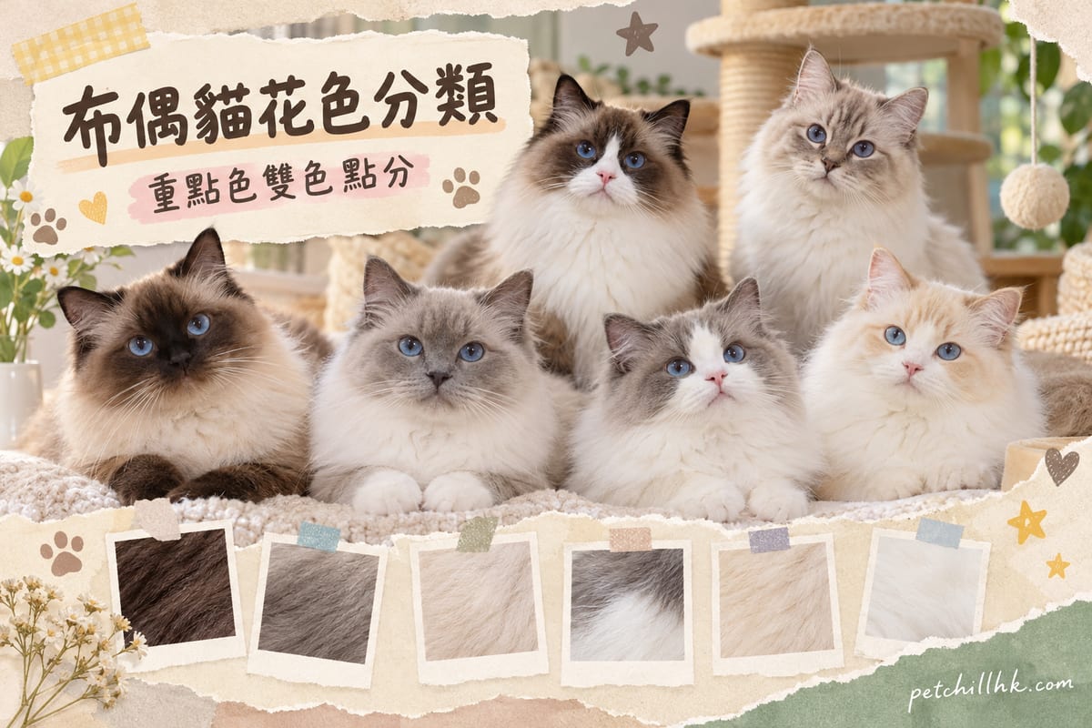 布偶貓顏色花色全解析：六大色系點分｜PetChill 寵物百科