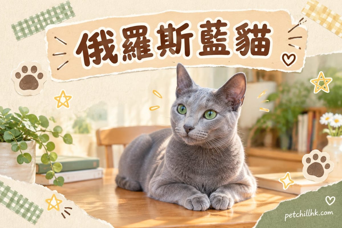 銀藍色俄羅斯藍貓翠綠眼睛,坐在淺灰色沙發上望向鏡頭