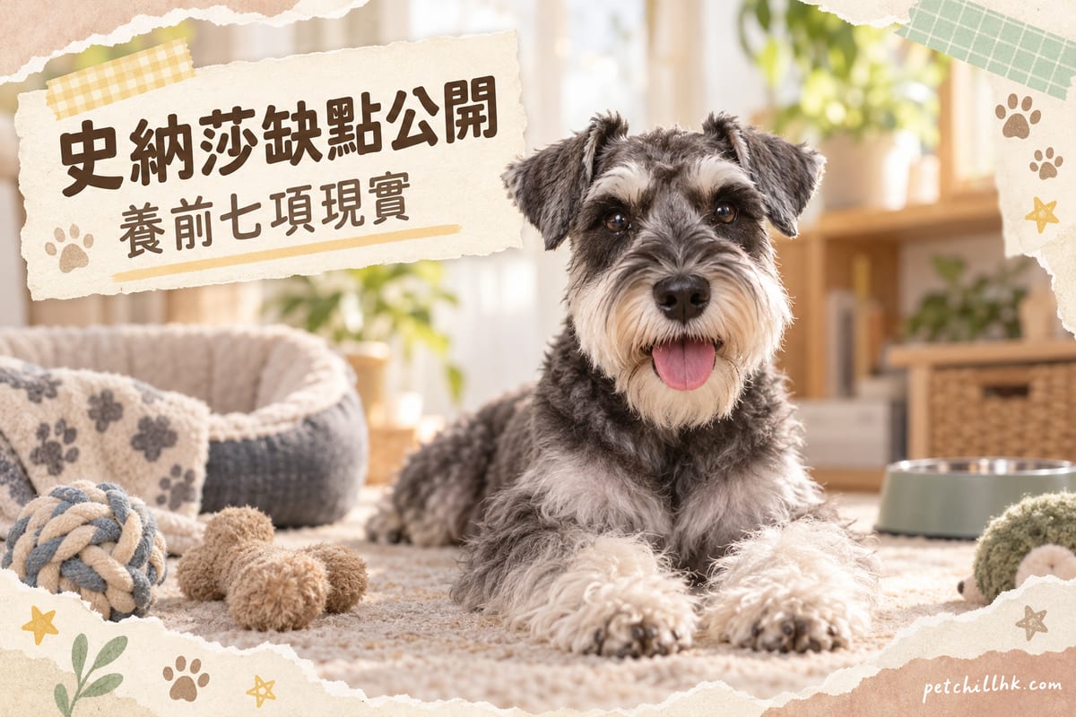 雪納瑞缺點全列表：養之前請睇清楚這八項｜PetChill 寵物百科