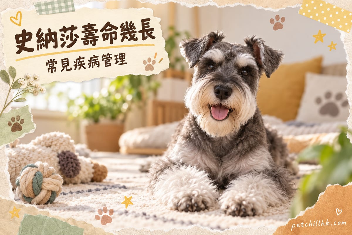 雪納瑞壽命幾長？迷您雪納瑞壽命與常見疾病解析｜PetChill 寵物百科