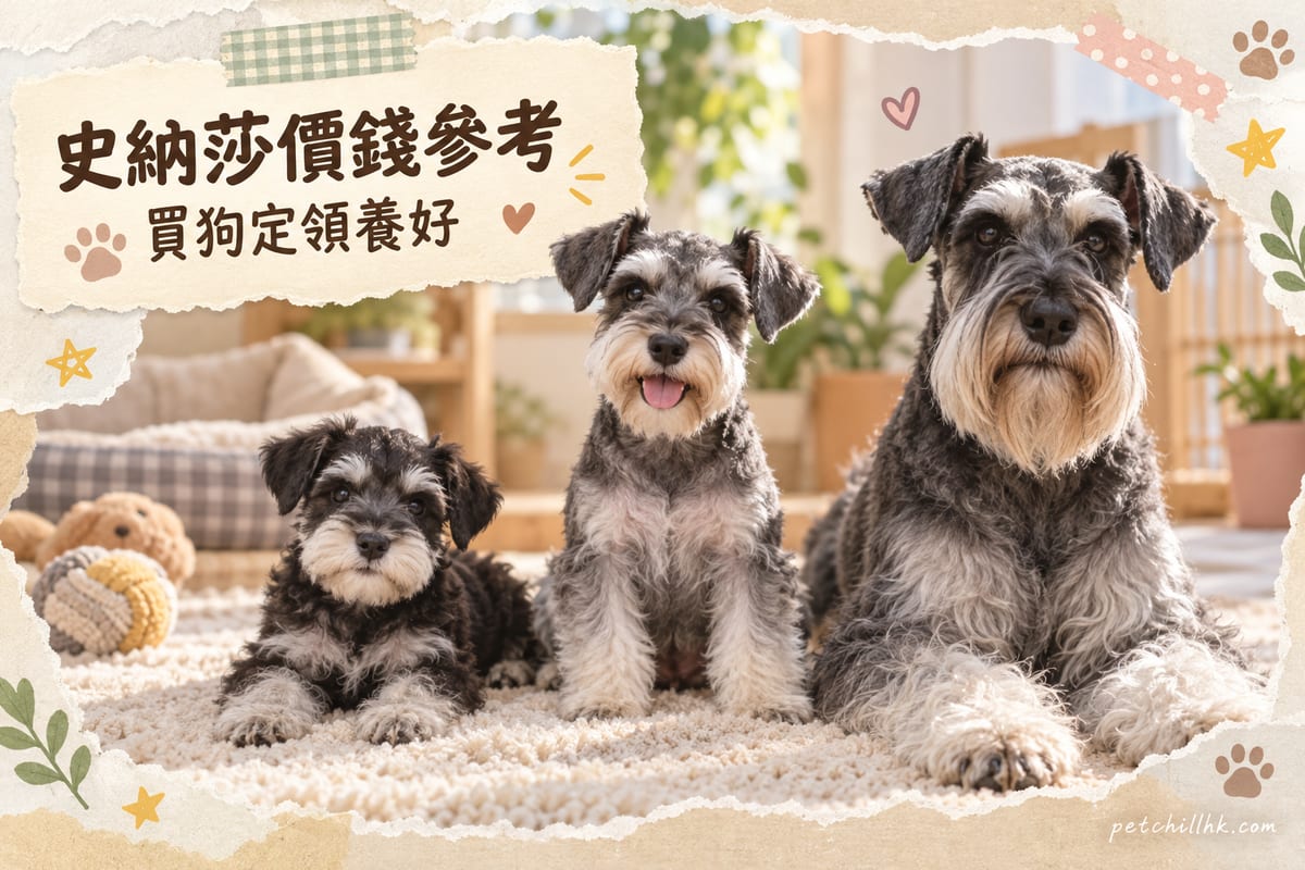 雪納瑞價錢香港2026：三種體型買賣領養全攻略｜PetChill 寵物百科