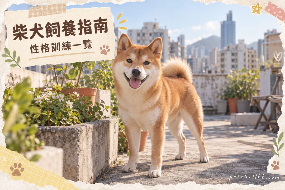赤色柴犬企喺香港唐樓天台花槽旁,豎耳捲尾望向鏡頭