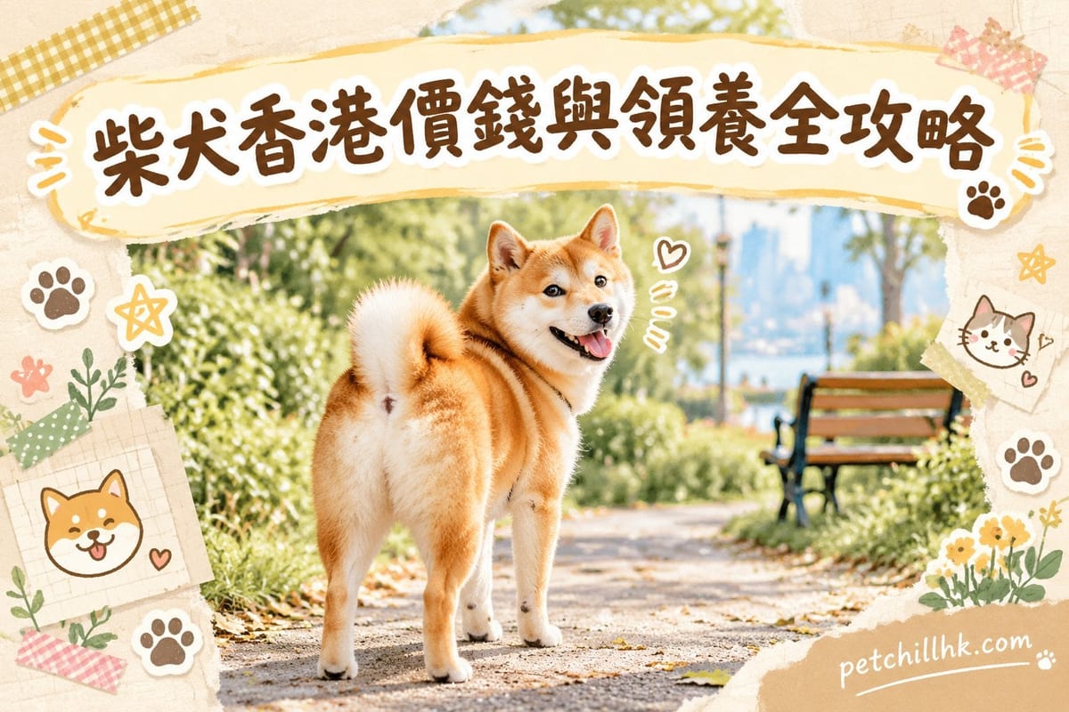 柴犬香港價錢與領養全攻略:2026 買定領養指南|PetChill 寵物百科
