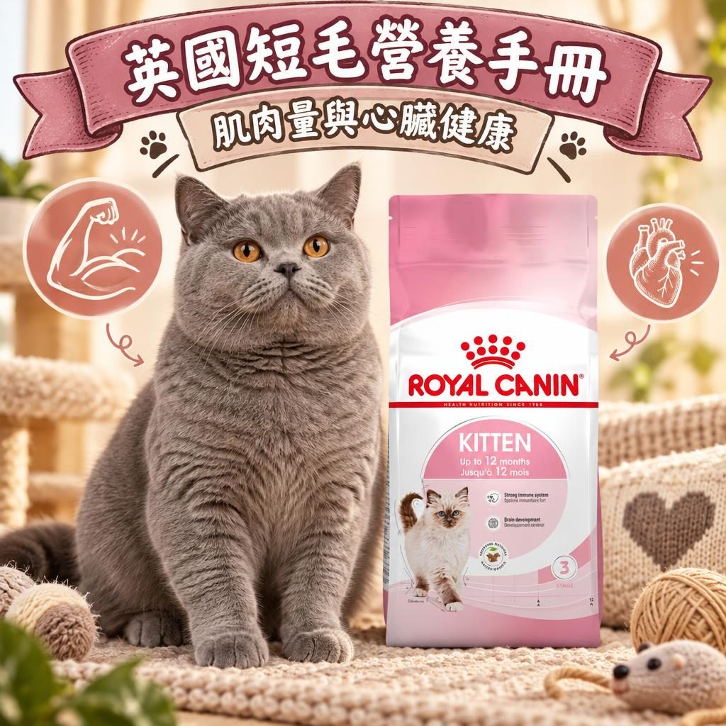 英國短毛貓營養手冊:肌肉量與心臟健康怎麼吃