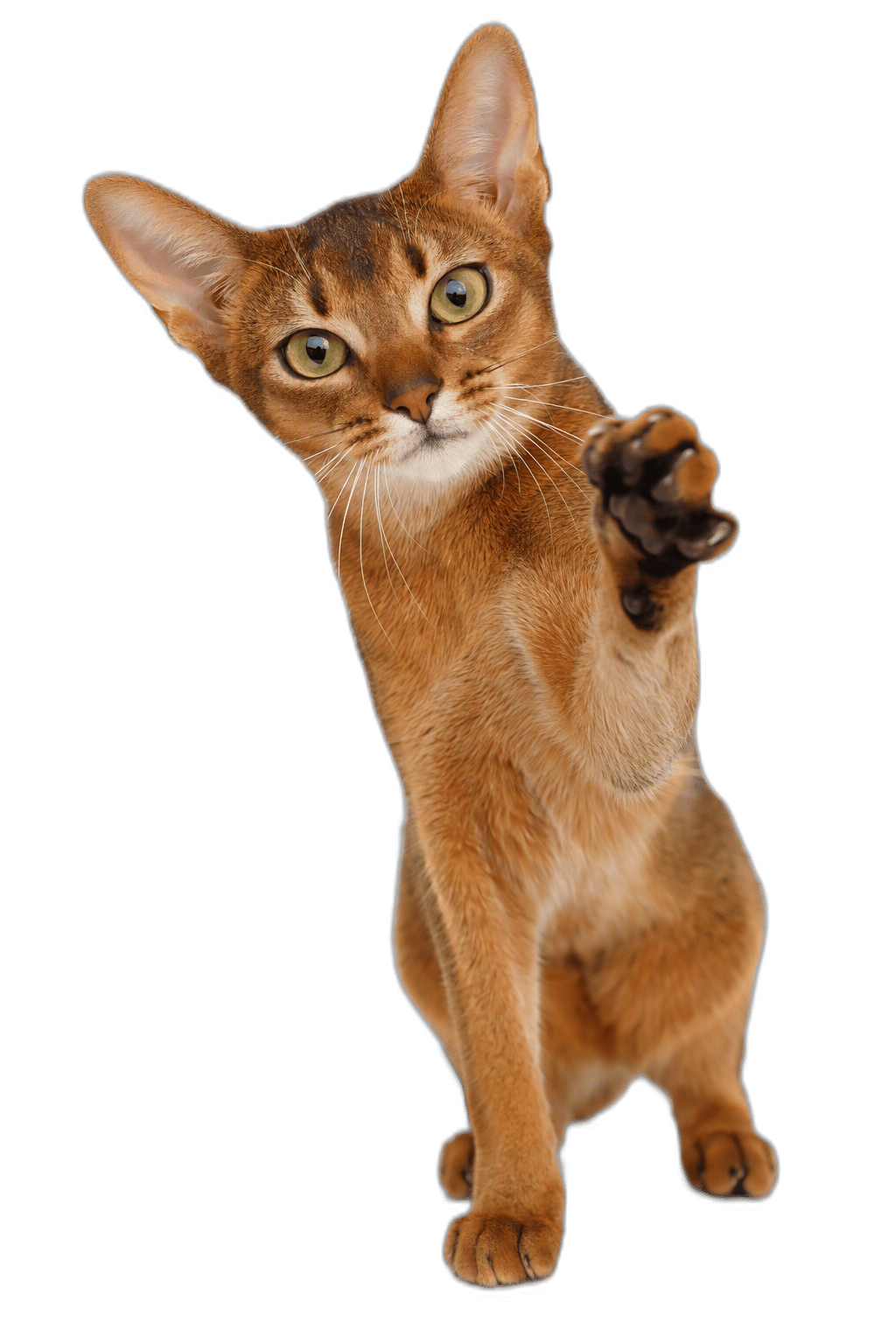 阿比西尼亞貓 Abyssinian