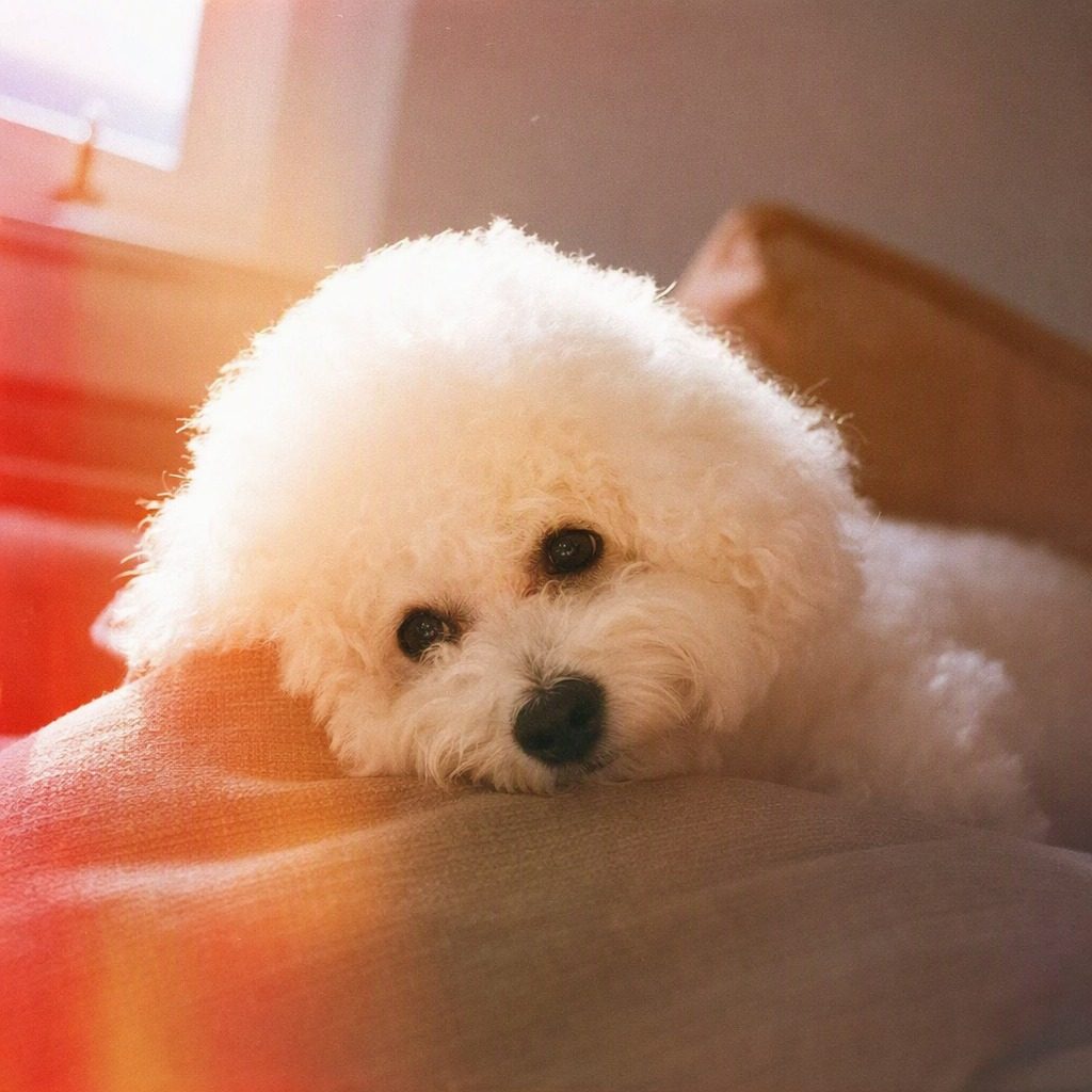 比熊犬 Bichon Frise嘅生活照
