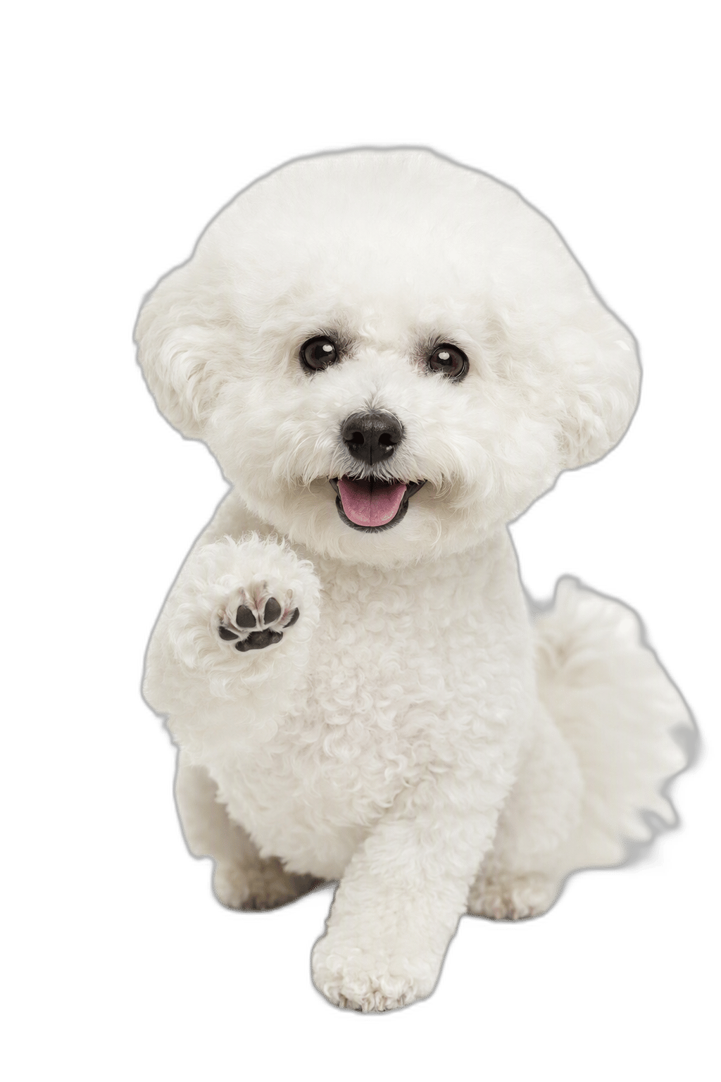 比熊犬