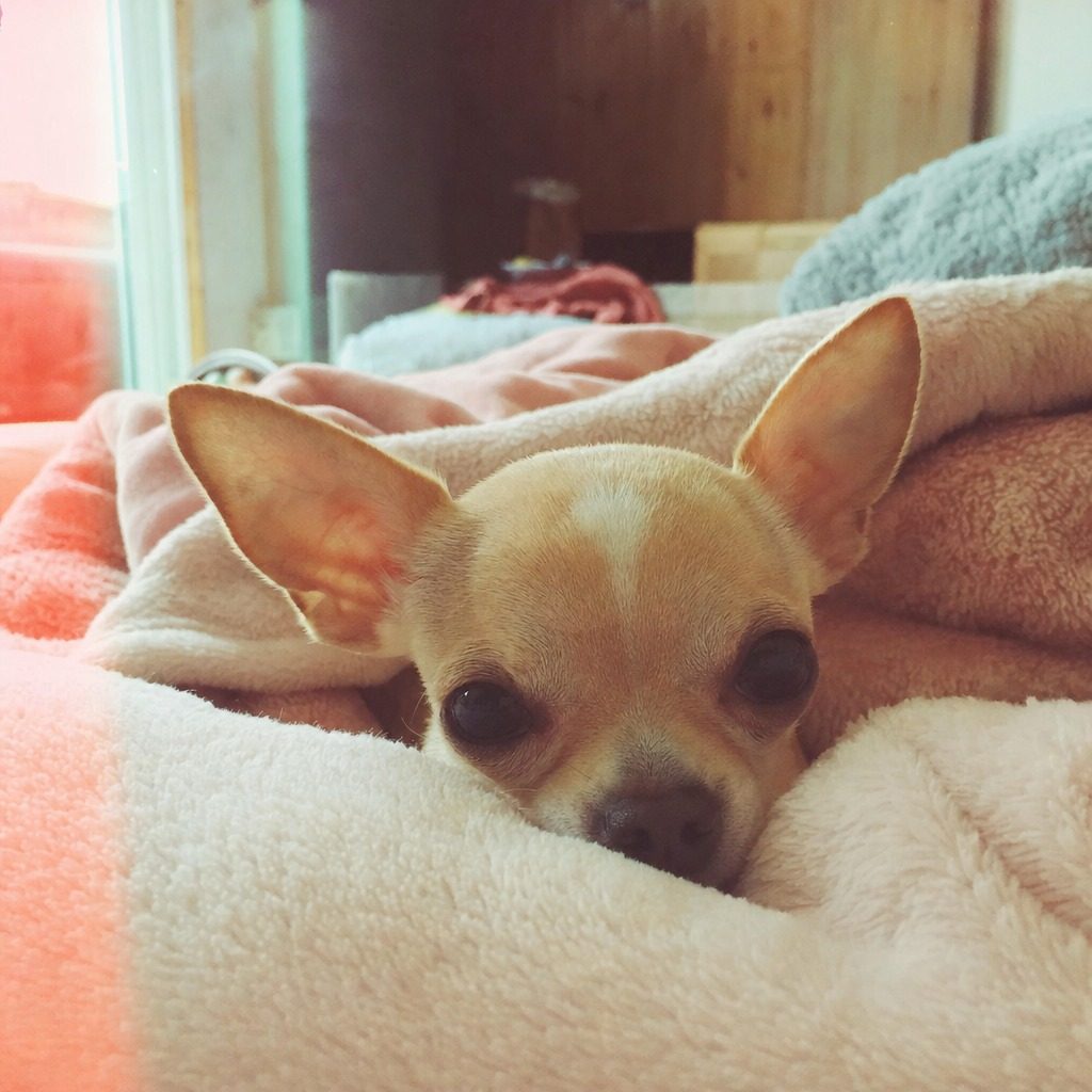 芝娃娃 Chihuahua嘅生活照