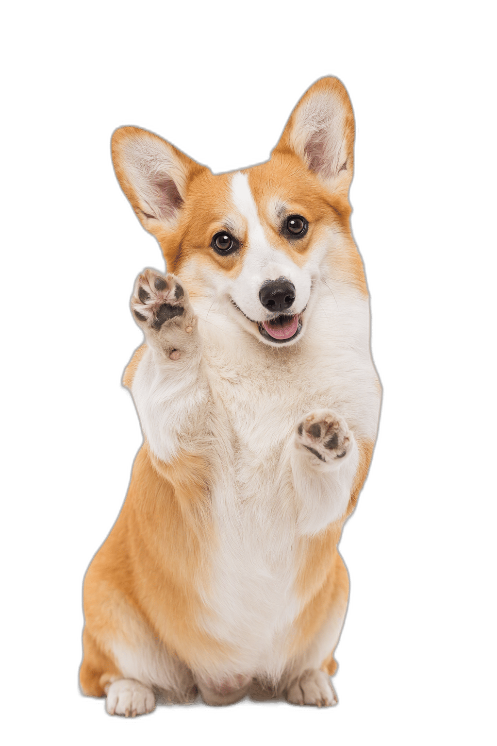 柯基 Corgi