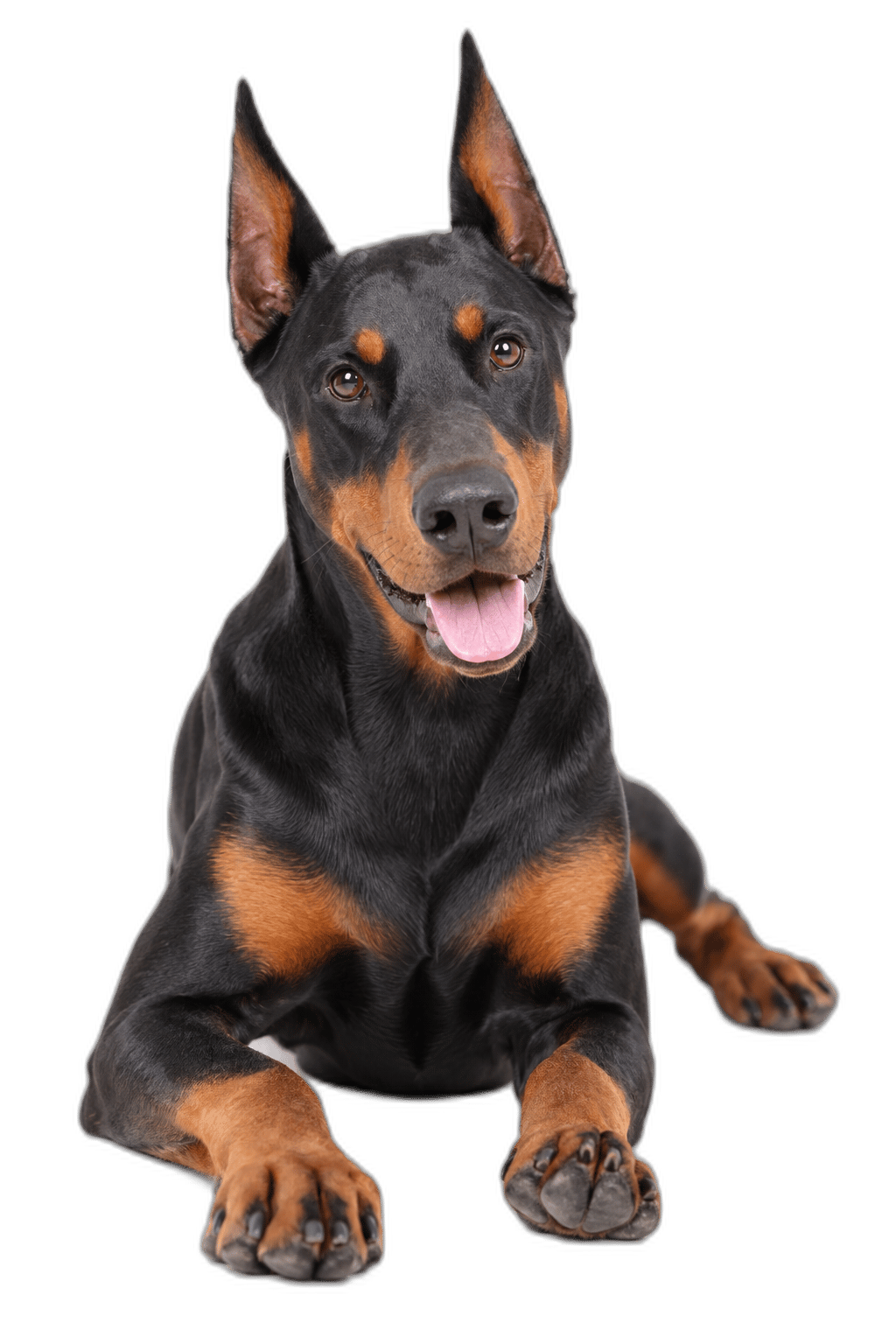 杜賓犬 Doberman Pinscher