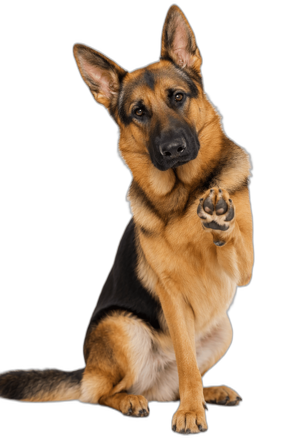 德國牧羊犬