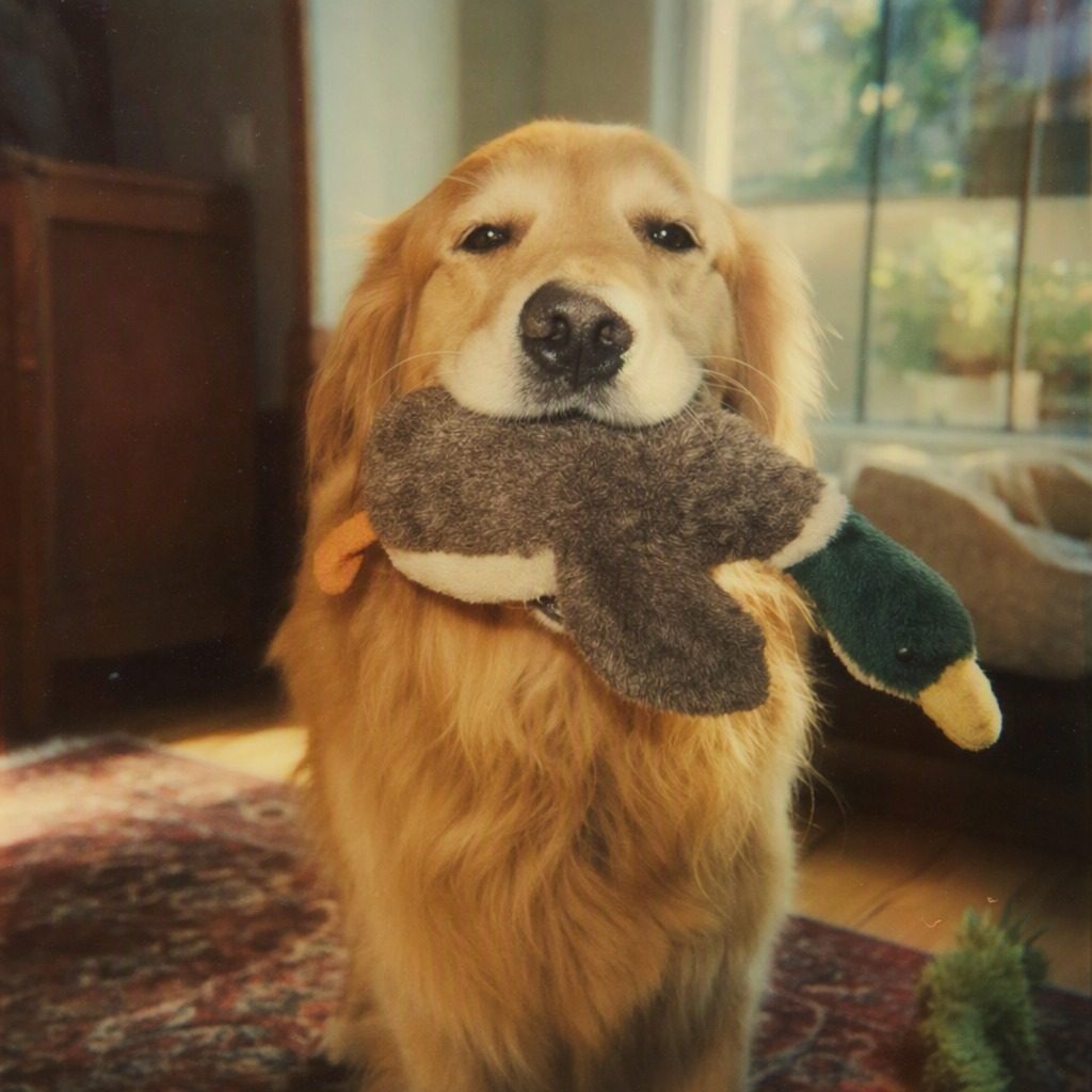 金毛尋回犬 Golden Retriever嘅生活照