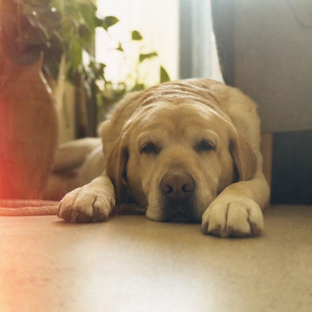 拉布拉多 Labrador Retriever嘅生活照