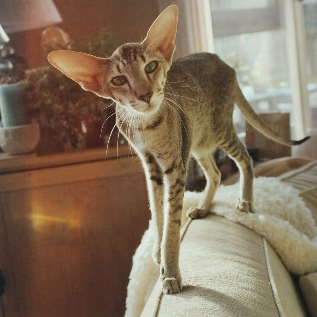 東方短毛貓 Oriental Shorthair嘅生活照